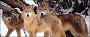 The surprising benefits and apex predator list.