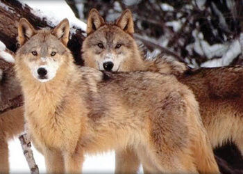 The surprising benefits and apex predator list.