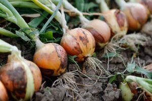 Planting and Growing Onion Plants | 7 Types of Onion