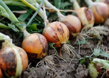 Planting and Growing Onion Plants | 7 Types of Onion