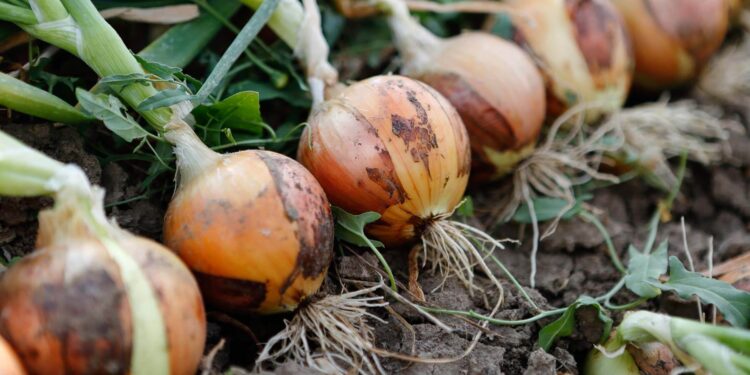 Planting and Growing Onion Plants | 7 Types of Onion
